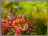 [thumbnail of MELCC_E2021_guide-identif-dellimit-milieux-humides.pdf]
