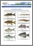 [thumbnail of MDDELCC_Espèces_de_poissons_lac Saint-Pierre_A.pdf]