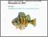 [thumbnail of RA_Avis-Scientifique_Moratoire-Perchaude_2021_A.pdf]