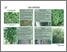 [thumbnail of Comité ZIP lac Saint-Pierre_passerelle_Pointe à Caron_panneaux d'interpértation_A.pdf]